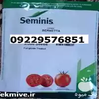قیمت فروش بذر گوجه فرنگی برنتا در شیراز در گروه خرید و فروش بذر گوجه در یکمیوه