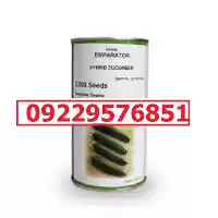 بذر خیار رویال پرفروش با کیفیت در بوشهر در گروه خرید و فروش بذر خیار در یکمیوه