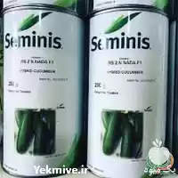 فروش بذر خیار سمینیس بازار پسند در گروه خرید و فروش بذر خیار در یکمیوه