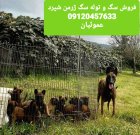 فروش سگ ژرمن شپرد با مولد در گروه سگ و گربه در یکمیوه