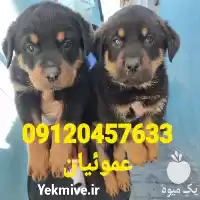 فروش مجموعه پرورش سگ ژرمن شپرد در کرج در گروه سگ و گربه در یکمیوه