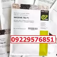 بذر خیار ناگین پرفروش قیمت مناسب در گروه خرید و فروش بذر خیار در یکمیوه