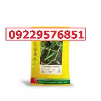 عرضه بذر خیار گلوریا پرفروش اصل در کرمان  در گروه خرید و فروش بذر خیار در یکمیوه