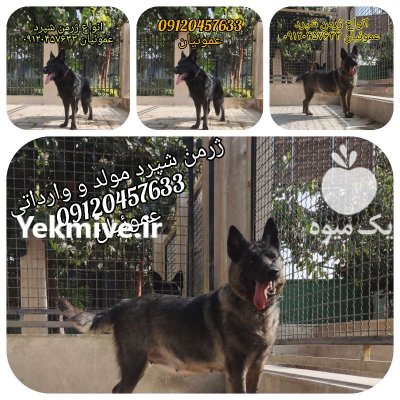 فروش واگذاری سگ ژرمن شپرد مولد در گروه سگ و گربه در یکمیوه -عکس2