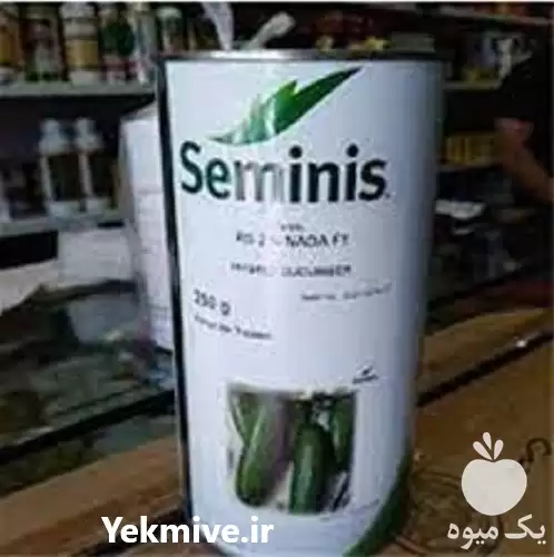 بذر خیار رویال پرفروش در گروه خرید و فروش بذر خیار در یکمیوه -عکس1