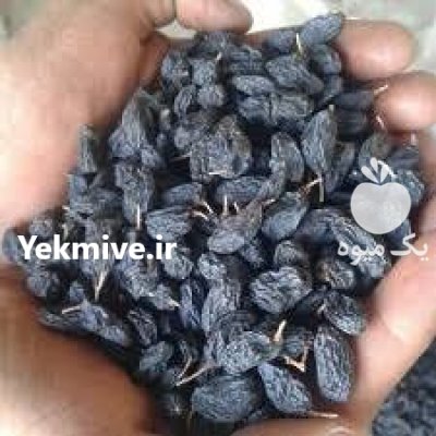 فروش کشمش افتابی تیزابی سایه خشک در قزوین در گروه خرید و فروش آجیل در یکمیوه -عکس2