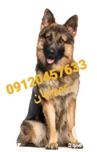خرید فروش سگ ژرمن شپرد مولد در کرج در گروه سگ و گربه در یکمیوه -عکس1