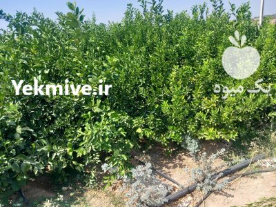 انواع نهال مرکبات در جیرفت در فاریاب در گروه خرید و فروش نهال مرکبات در یکمیوه -عکس1