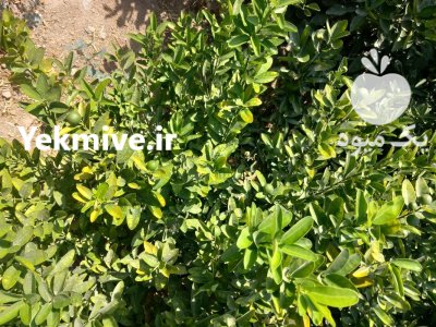 انواع نهال مرکبات در جیرفت در فاریاب در گروه خرید و فروش نهال مرکبات در یکمیوه -عکس3