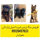 فروش واگذاری سگ ژرمن شپرد مولد در گروه سگ و گربه در یکمیوه