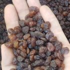 فروش کشمش افتابی تیزابی سایه خشک در قزوین در گروه خرید و فروش آجیل در یکمیوه