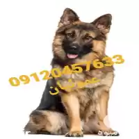 خرید فروش سگ ژرمن شپرد مولد در کرج در گروه سگ و گربه در یکمیوه