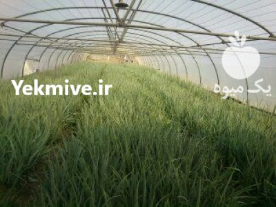 فروش برگ آلوورا در گروه خرید و فروش گیاهان دارویی در یکمیوه -عکس1