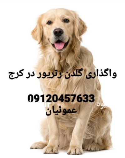 فروش سگ گلدن رتریور از روز در گروه سگ و گربه در یکمیوه -عکس1