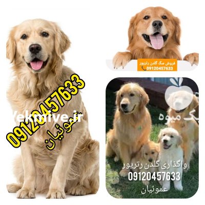 فروش سگ گلدن رتریور از روز در گروه سگ و گربه در یکمیوه -عکس2