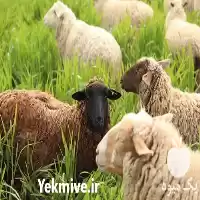 خرید و فروش گوسفند زنده پرگوشت در تهران در گروه گاو و گوسفند و میش و بز کهره گوساله در یکمیوه