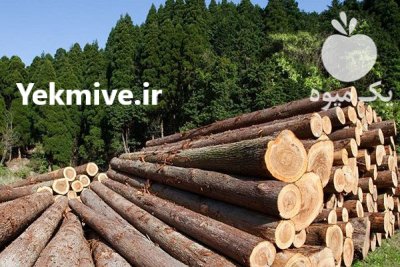 فروش چوب روسی چوب نراد روسی در تهران در گروه خرید و فروش انواع چوب در یکمیوه -عکس1