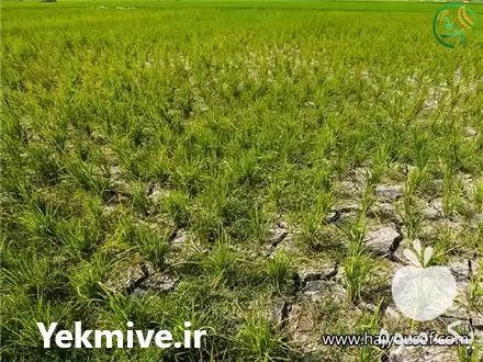 قیمت خرید برنج طارم درجه یک در تهران در گروه خرید و فروش برنج در یکمیوه -عکس1