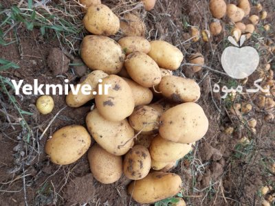 سیب زمینی صادراتی در اردبیل در گروه خرید و فروش سیب زمینی در یکمیوه -عکس1