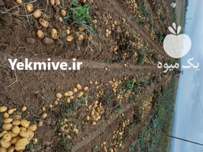 سیب زمینی صادراتی در اردبیل در گروه خرید و فروش سیب زمینی در یکمیوه -عکس3