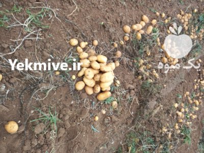سیب زمینی صادراتی در اردبیل در گروه خرید و فروش سیب زمینی در یکمیوه -عکس2