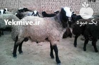 فروش بره پرواری در گروه گاو و گوسفند و میش و بز کهره گوساله در یکمیوه -عکس2