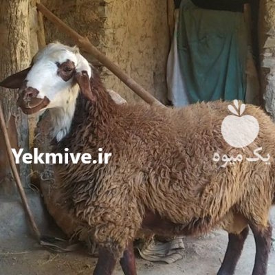 فروش بره پرواری در گروه گاو و گوسفند و میش و بز کهره گوساله در یکمیوه -عکس3