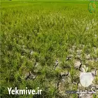 قیمت خرید برنج طارم درجه یک در تهران در گروه خرید و فروش برنج در یکمیوه