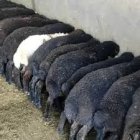 فروش بره پرواری در گروه گاو و گوسفند و میش و بز کهره گوساله در یکمیوه