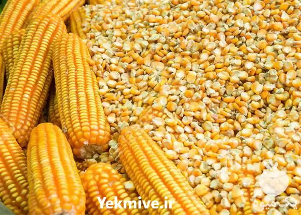 قیمت خرید ذرت دامی طیور پخش در گروه خرید و فروش ذرت در یکمیوه -عکس1
