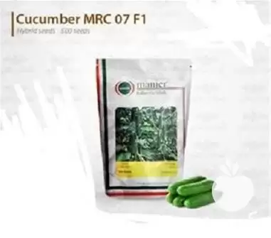 قیمت خرید بذر خیار در ارومیه در گروه خرید و فروش بذر خیار در یکمیوه -عکس1