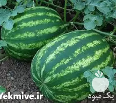 قیمت خرید بذر هندوانه دراگون در تهران در گروه خرید و فروش بذر هندوانه در یکمیوه -عکس1