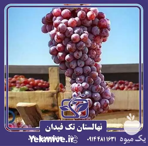 خرید و قیمت نهال انگور یاقوتی در ارومیه در گروه خرید و فروش نهال انگور در یکمیوه -عکس1