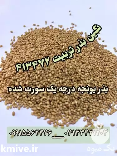 قیمت خرید بذر یونجه بذر علوفه در تهران در گروه خرید و فروش بذر یونجه در یکمیوه -عکس1