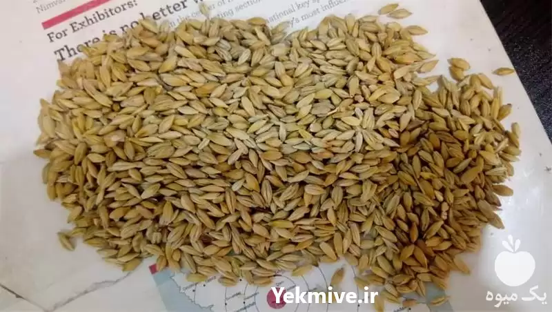 قیمت خرید جو دامی پخش جو در گروه خرید و فروش گندم و جو در یکمیوه -عکس1