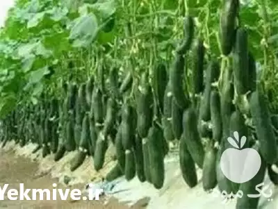 فروش عرضه بذر خیار گلخانه ای در گروه خرید و فروش بذر خیار در یکمیوه -عکس1