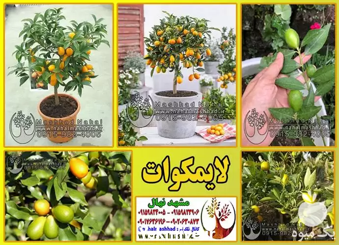 قیمت خرید نهال وارداتی لایمکوات در گروه خرید و فروش نهال میوه در یکمیوه -عکس1