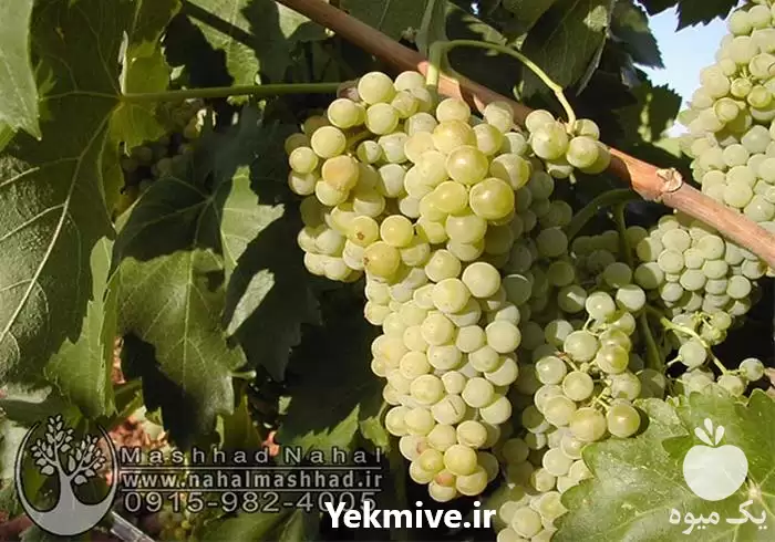 فروش نهال انگور سفید بیدانه در گروه خرید و فروش نهال انگور در یکمیوه -عکس1