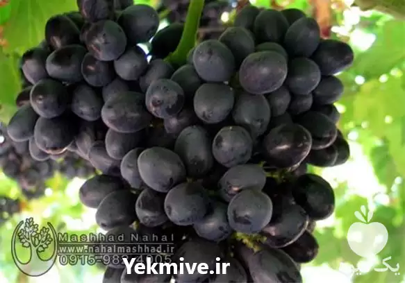 قیمت خرید ویژه نهال گلدانی ریشه در گروه خرید و فروش نهال در یکمیوه -عکس1