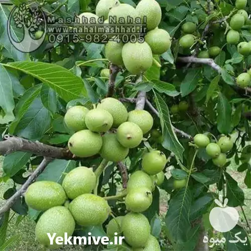 فروش نهال گردو پیوندی فرنور وارداتی در مشهد در گروه خرید و فروش نهال گردو در یکمیوه -عکس1