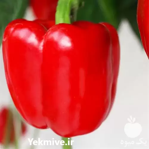 دوره آموزشی کشت محصولات گلخانه در تهران در گروه دوره آموزش کشاورزی در یکمیوه -عکس1