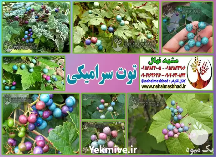 فروش نهال وارداتی توت سرامیکی در مشهد در گروه خرید و فروش نهال در یکمیوه -عکس1