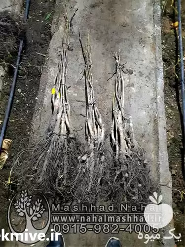 قیمت خرید نهال گردو آمریکایی پیوندی در گروه خرید و فروش نهال گردو در یکمیوه -عکس1