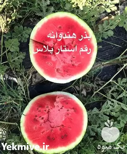 قیمت خرید عرضه بذر هندوانه استار در مشهد در گروه خرید و فروش بذر هندوانه در یکمیوه -عکس1