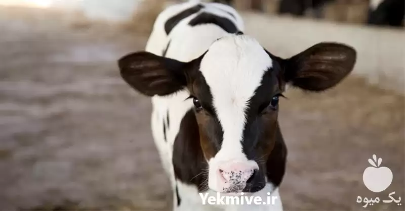 دوره آموزشی صفر تا صد پرواربندی در تهران در گروه دوره آموزش کشاورزی در یکمیوه -عکس1