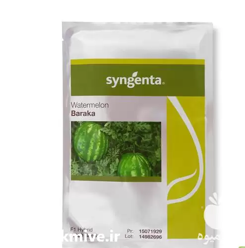 قیمت خرید بذر هندوانه باراکا سینجینتا در مشهد در گروه خرید و فروش بذر هندوانه در یکمیوه -عکس1