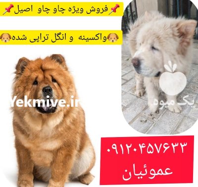 فروش سگ نژاد چاوچا اصیل در گروه سگ و گربه در یکمیوه -عکس1