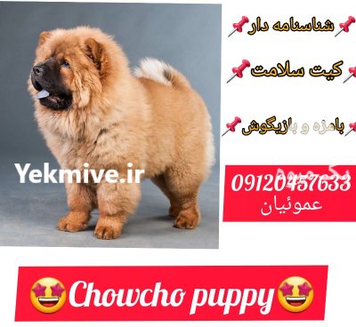 فروش سگ نژاد چاوچا اصیل در گروه سگ و گربه در یکمیوه -عکس2