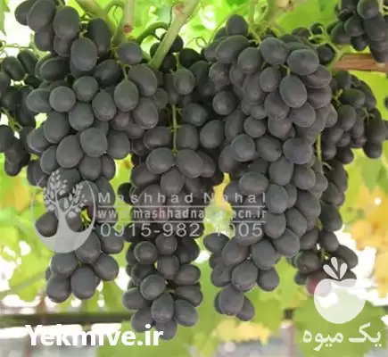 فروش ویژه نهال انگور بلک سیدلس در مشهد در گروه خرید و فروش نهال انگور در یکمیوه -عکس1