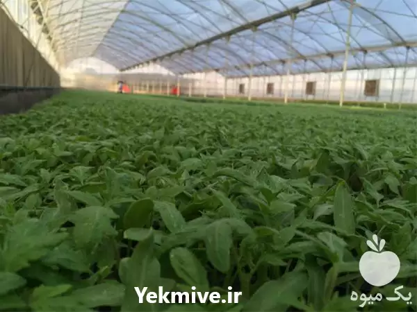 قیمت خرید بذر گوجه فرنگی نیوتون در گروه خرید و فروش بذر گوجه در یکمیوه -عکس1